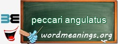 WordMeaning blackboard for peccari angulatus
